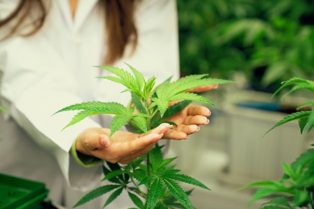 Planta de cannabis gratificante en granja de cáñamo curativo para productos de cannabis medicinal