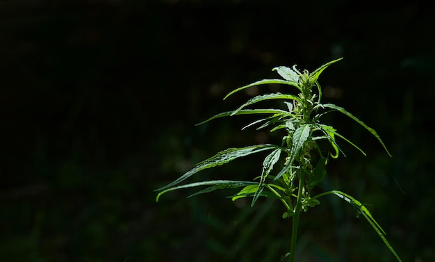 Foto planta de cannabis hoja de medicina de marihuana cultivo de cáñamo cbd médico legalizado