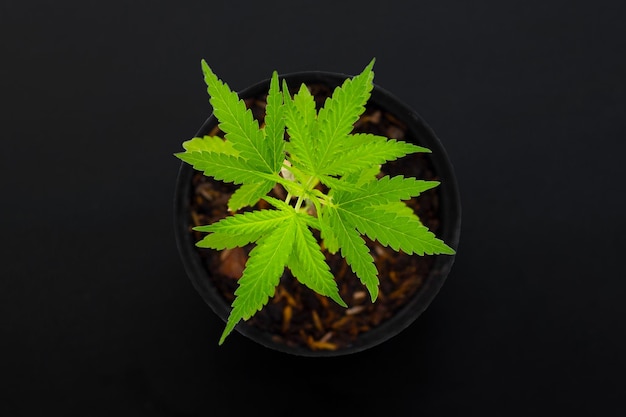 Planta de cannabis Hojas verdes frescas de marihuana sobre fondo oscuro
