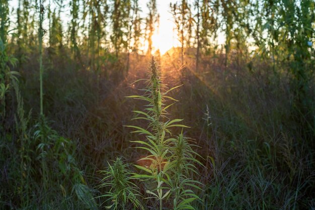 Planta de cannabis iluminada por la puesta del sol en el campo de cultivos de cáñamo