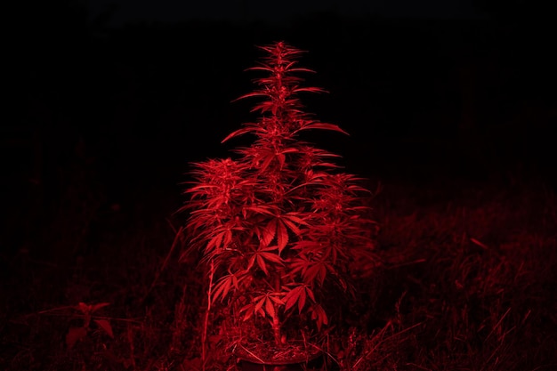 Planta de cannabis marihuana en luz roja