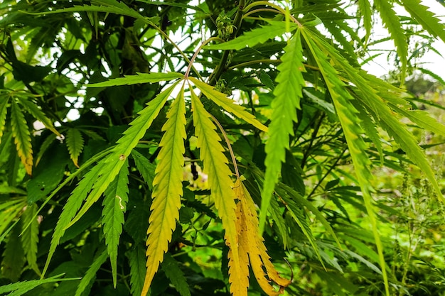 Planta de cannabis verde de primer plano con hojas