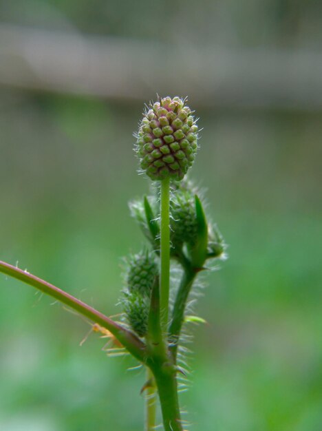 Foto una planta con un capullo que empieza a brotar.