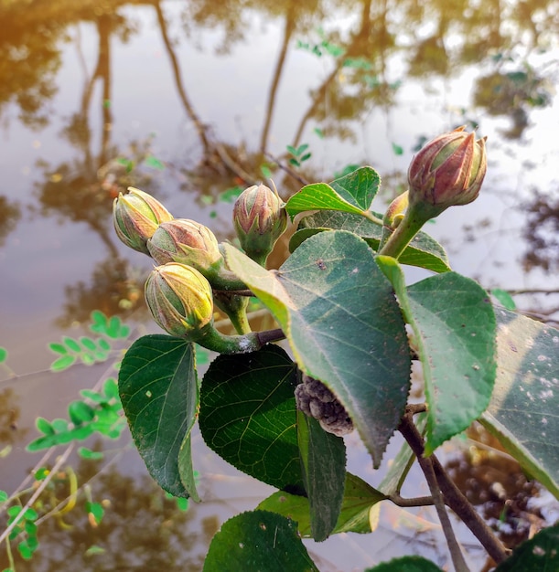 Una planta con capullos en ciernes y hojas en el agua.