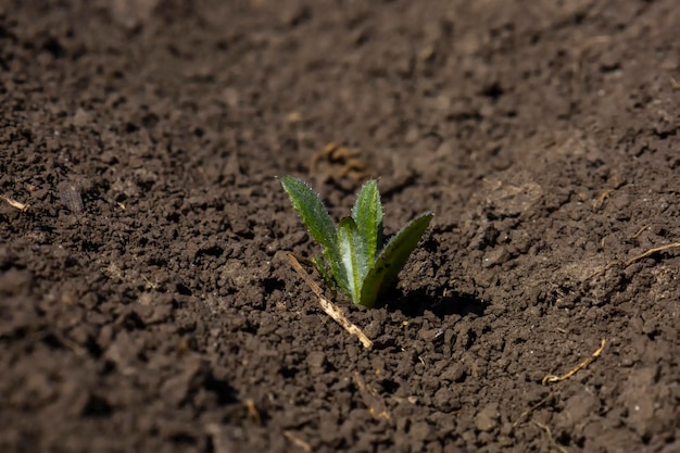 Planta de cardo joven en suelo desnudo