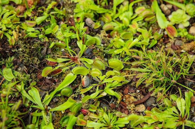 Planta carnívora, às vezes chamada de planta insetívora