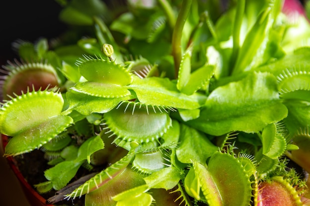 Planta carnívora da vênus. dionaea muscipula