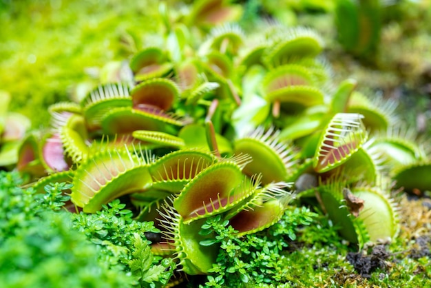 Planta carnívora depredadora Venus atrapamoscas - Dionaea muscipula.