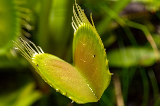 Foto planta carnívora dionaea em foco seletivo