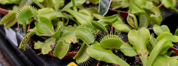 Planta carnívora em vaso de Venus Flytrap na loja