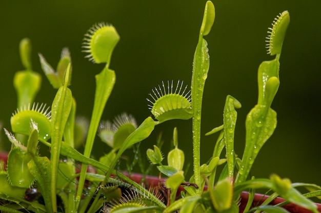 Planta carnívora flytrap de Vênus e detalhes finos e foco seletivo Planta carnívora