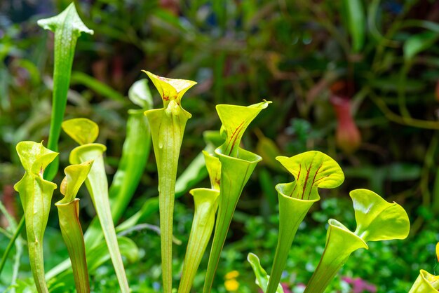 Planta carnívora Sarasenia. O mundo vegetal da natureza.