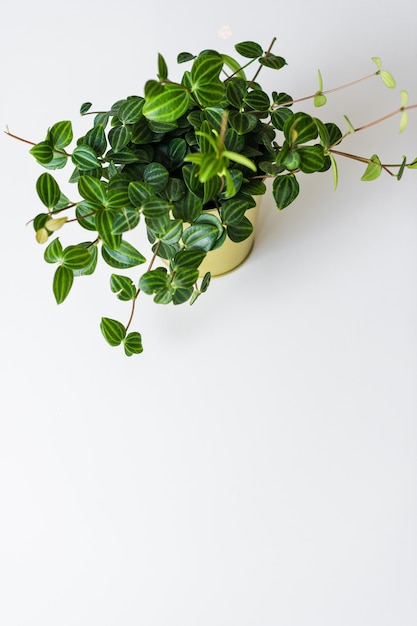 Foto planta carnuda home da planta em um potenciômetro do ouro em um fundo branco.