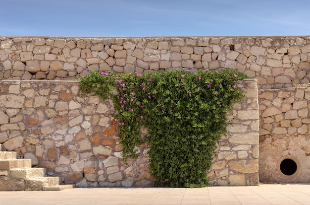 La planta Carpobrotus edulis crece en la antigua muralla