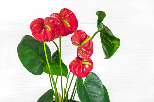 Planta de casa Anthurium en maceta blanca aislada sobre fondo blanco