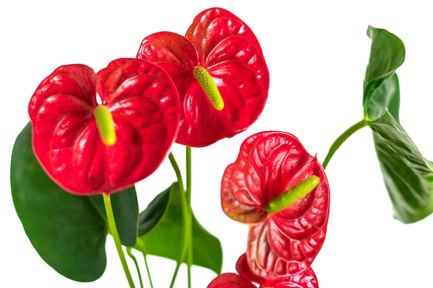 Planta de casa Anthurium en maceta blanca aislado sobre fondo blanco y mesa