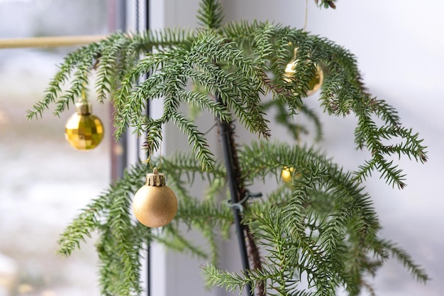 La planta de la casa Araucaria es un abeto de la habitación decorado con bolas de Navidad como un árbol de Navidad junto a la ventana Decoración interior de la casa verde