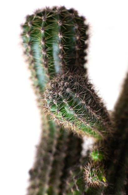 Planta de la casa de cactus con agujas de púas espinosas