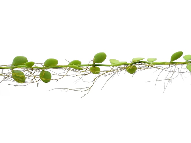 Foto planta de casa colgando sobre fondo blanco planta verde colgando aislada sobre fondo blanco