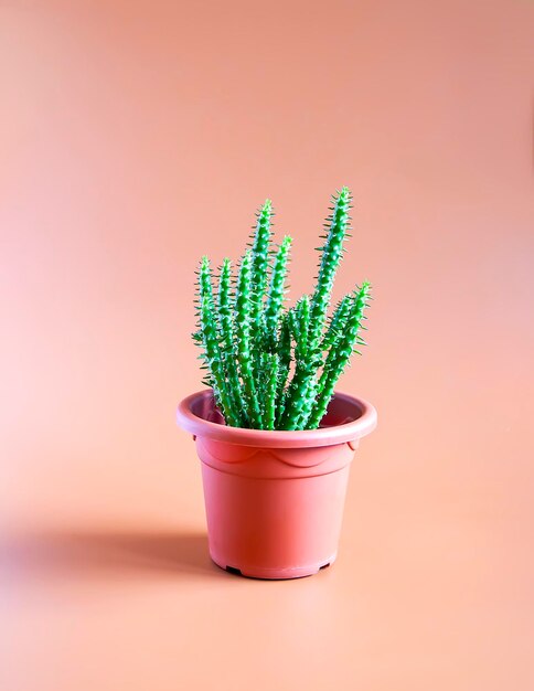 Planta de casa decorativa en una maceta