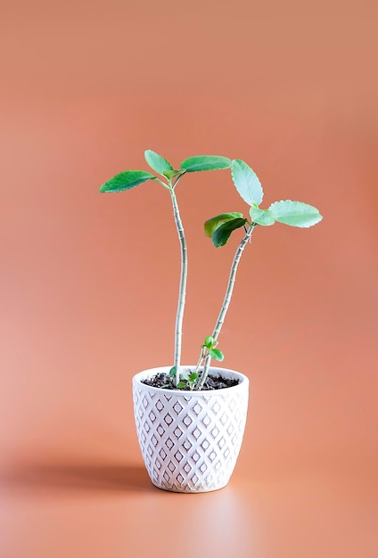 Planta de casa decorativa en una maceta