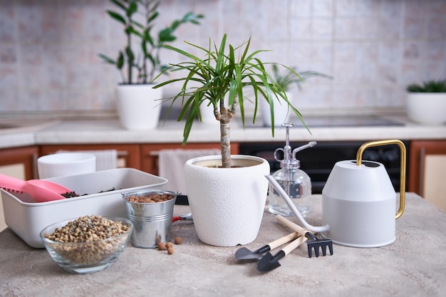 Planta de casa dracaena en maceta sobre mesa de hormigón en casa