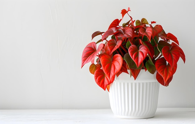 Foto planta de casa con hojas verdes y rojas en una olla blanca en una mesa de madera blanca sobre un fondo blanco x9