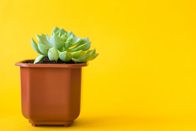 Planta de la casa en maceta sobre un amarillo brillante