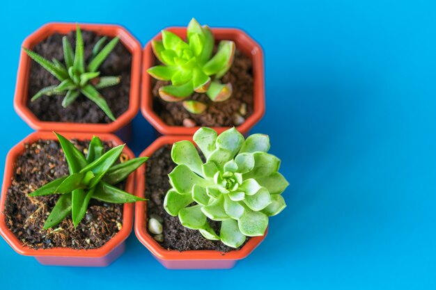 Planta de la casa suculenta pequeños brotes en azul