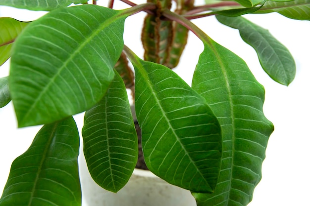 Foto planta casera euphorbia leuconeura aislada sobre fondo blanco familia euphorbiaceae