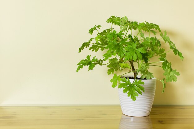 Planta casera de geranio en maceta blanca