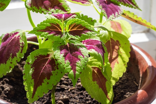 Planta casera con hojas rojas y verdes.