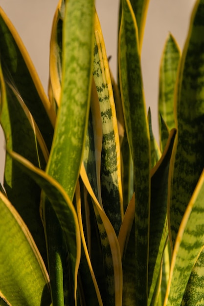 Planta casera a la luz del atardecer