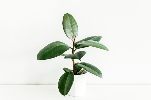 Planta casera en maceta blanca hoja verde ficus benjamina elastica sobre un fondo claro