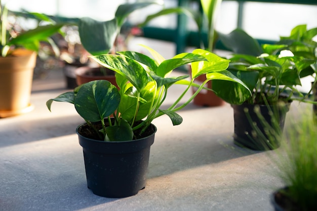 Planta casera en la maceta en el estante en invernadero