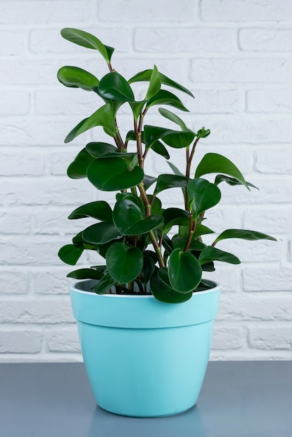 Planta casera en una maceta en una pared de ladrillo blanco. Primer plano con espacio para texto.