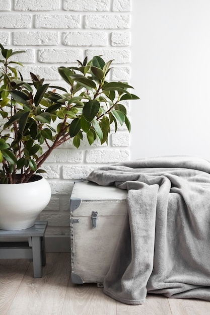 Planta de caucho Ficus elastica en maceta y manta de lana suave gris en caja de madera blanca