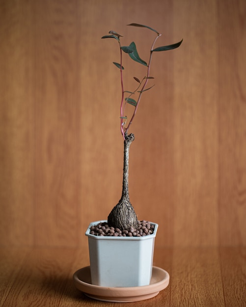 Planta caudex plantada em um pequeno vaso