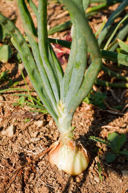 Planta de cebolla en el suelo.