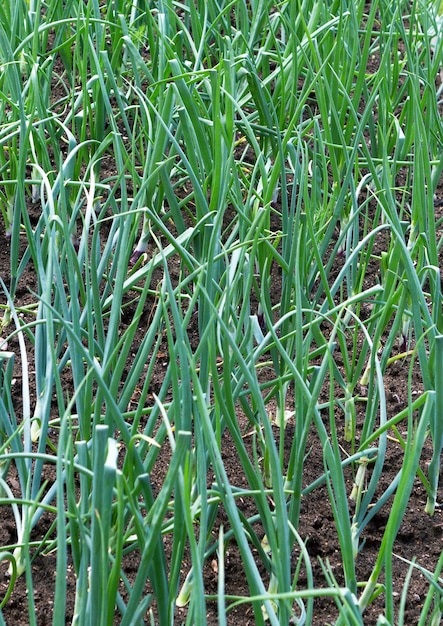 Planta de cebolla verde