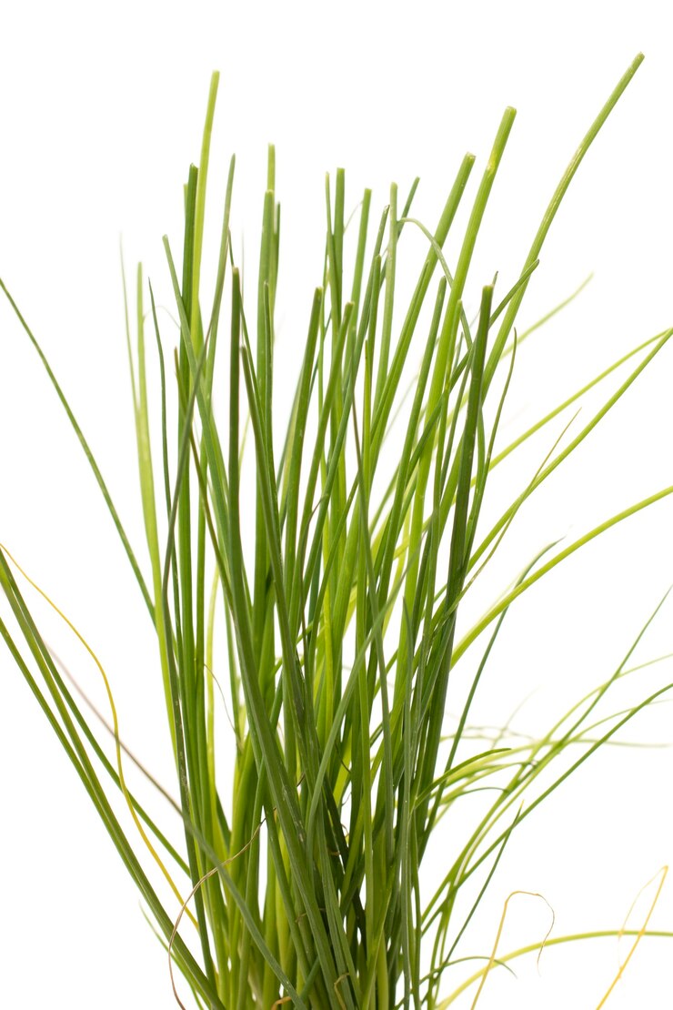 Foto planta de cebollino aromático aislada.