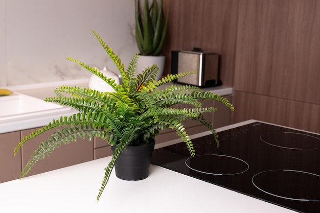 Planta cerca de la estufa en la encimera de la cocina. foto de alta calidad