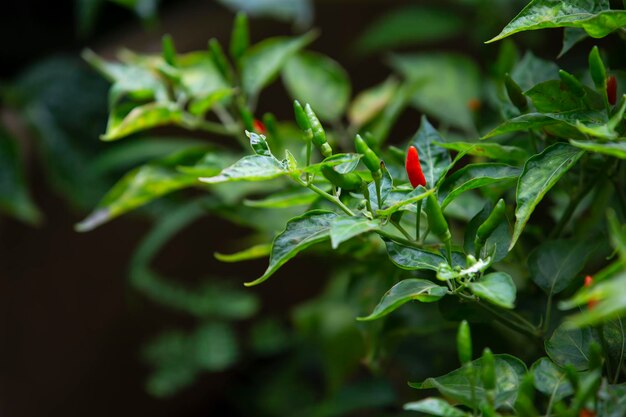 Foto planta de chile rojo y verde