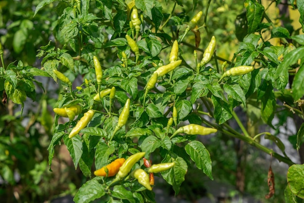 Una planta de chile con su fruto comenzando a crecer