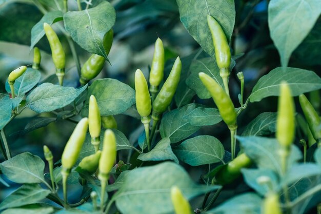 Planta de chile verde en el campo de un granjero