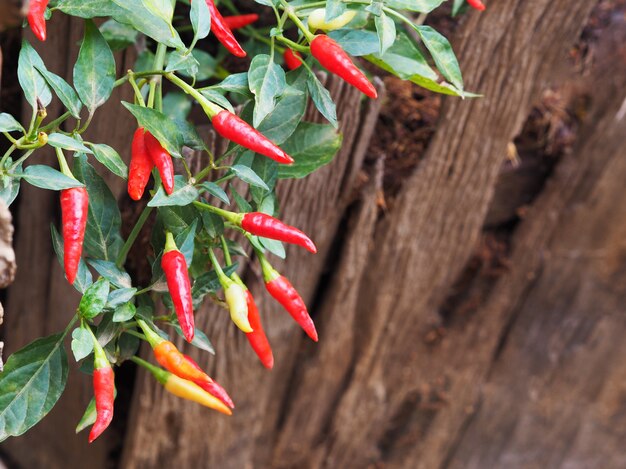 Planta de chiles y hojas verdes.