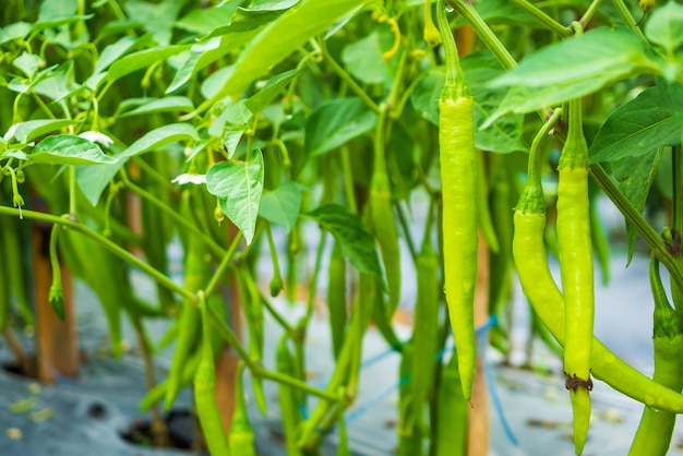 Planta de chiles en huerto orgánico