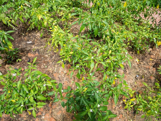 Planta de chiles en jardín de chiles orgánicos