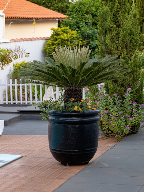 Planta de cícadas verdes del género Cycas