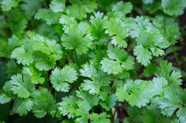 Foto planta de cilantro en un huerto